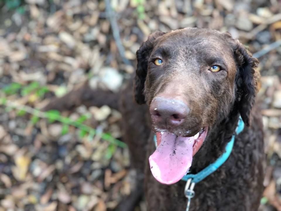 Curly Coated Retriever The Breed Archive