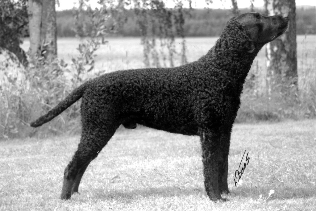 Curly Coated Retriever The Breed Archive