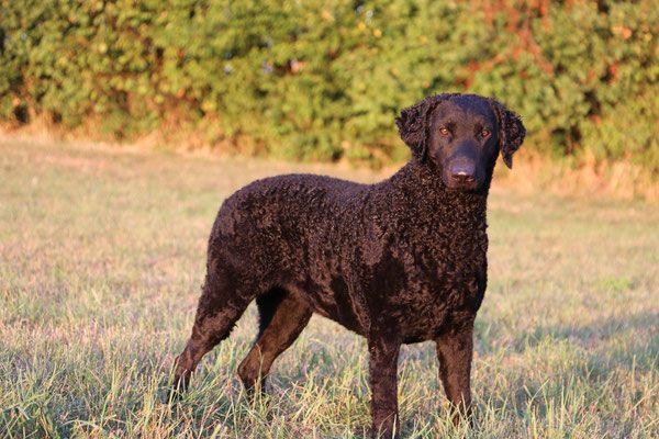 Curly Coated Retriever The Breed Archive