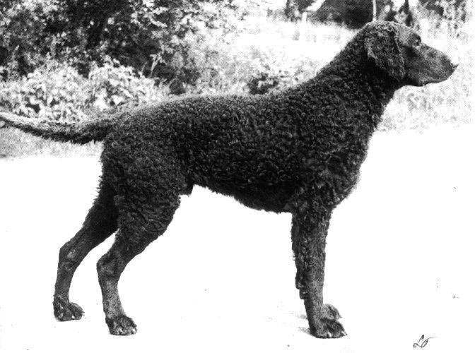 Curly Coated Retriever The Breed Archive