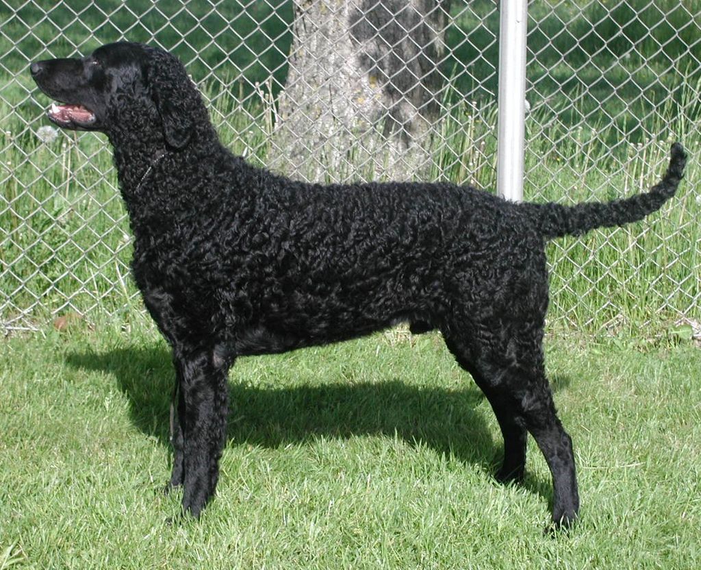 Curly Coated Retriever The Breed Archive