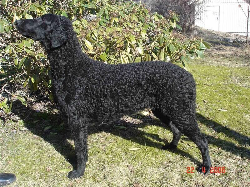 Curly Coated Retriever The Breed Archive