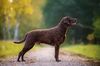Profile picture of the animal