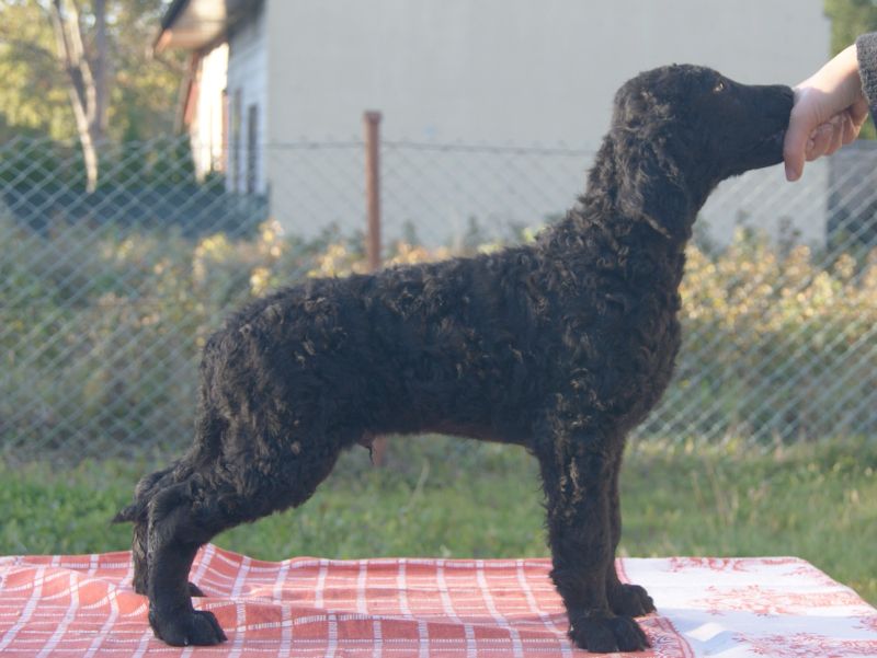 Hunderasse Retriever Curly Coated Retriever - The Breed Archive