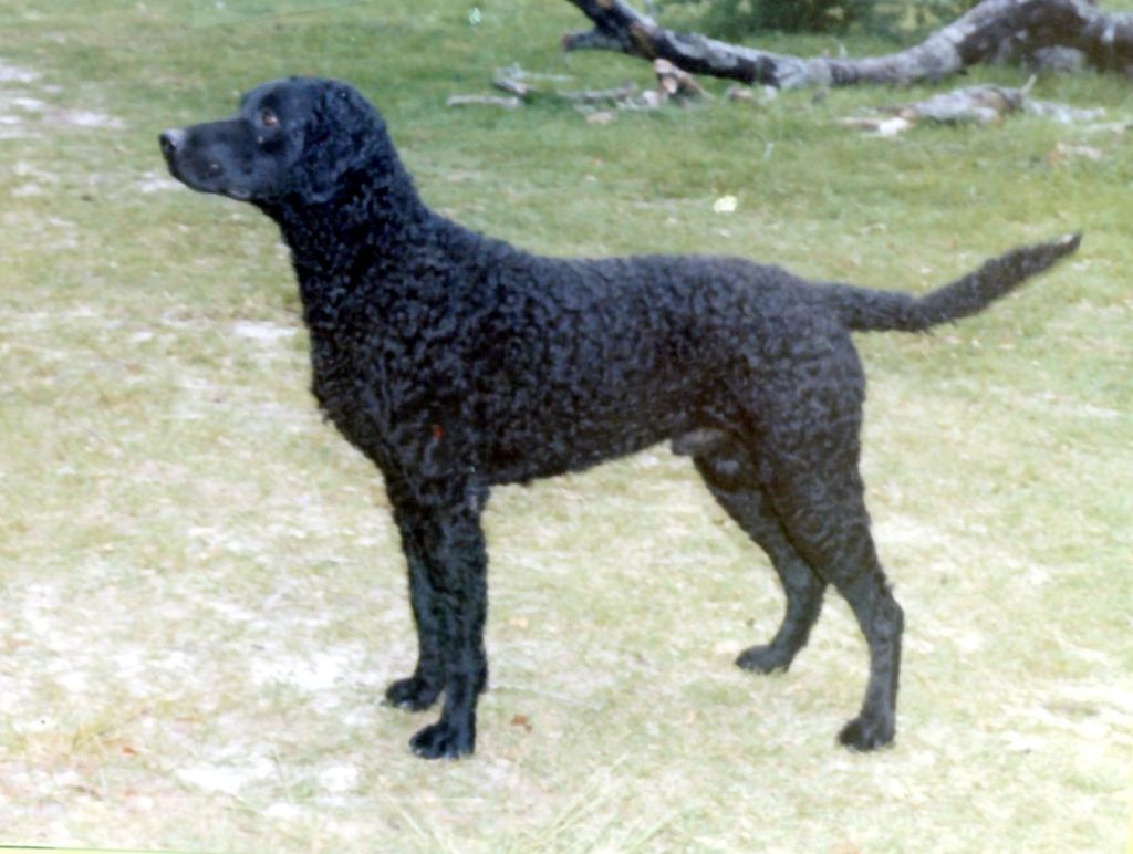 Hunderasse Retriever Curly Coated Retriever - The Breed Archive