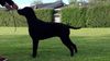 Profile picture of the animal