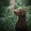 Profile picture of the animal