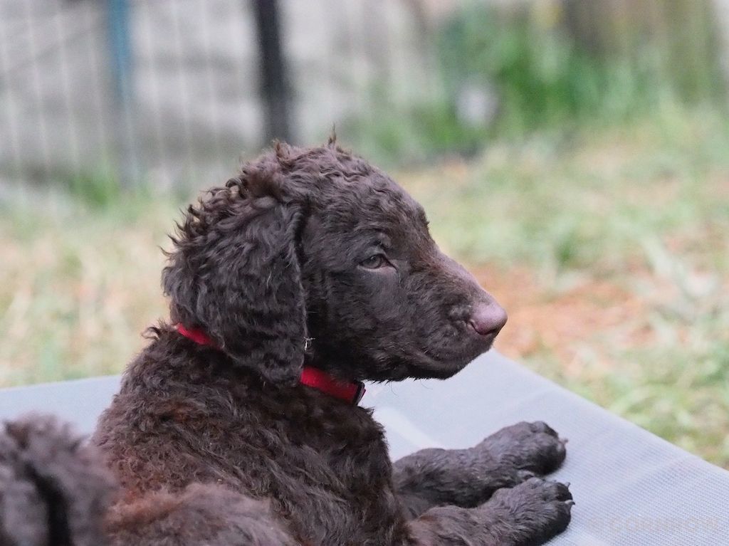 Hunderasse Retriever Curly Coated Retriever - The Breed Archive