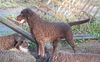 Profile picture of the animal