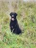 Profile picture of the animal