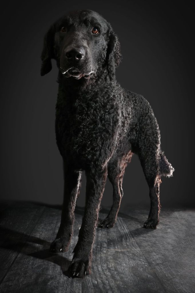 Hunderasse Retriever Curly Coated Retriever - The Breed Archive