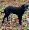 Profile picture of the animal