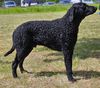 Profile picture of the animal