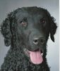 Profile picture of the animal