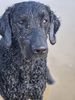 Profile picture of the animal