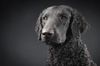 Profile picture of the animal