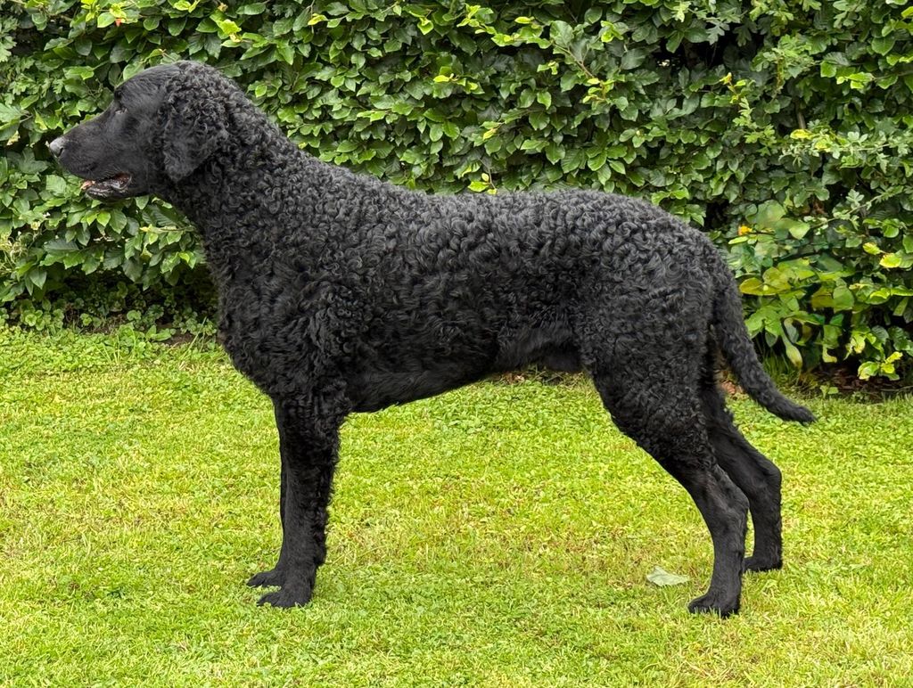Hunderasse Retriever Curly Coated Retriever - The Breed Archive