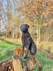 Profile picture of the animal