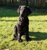 Profile picture of the animal
