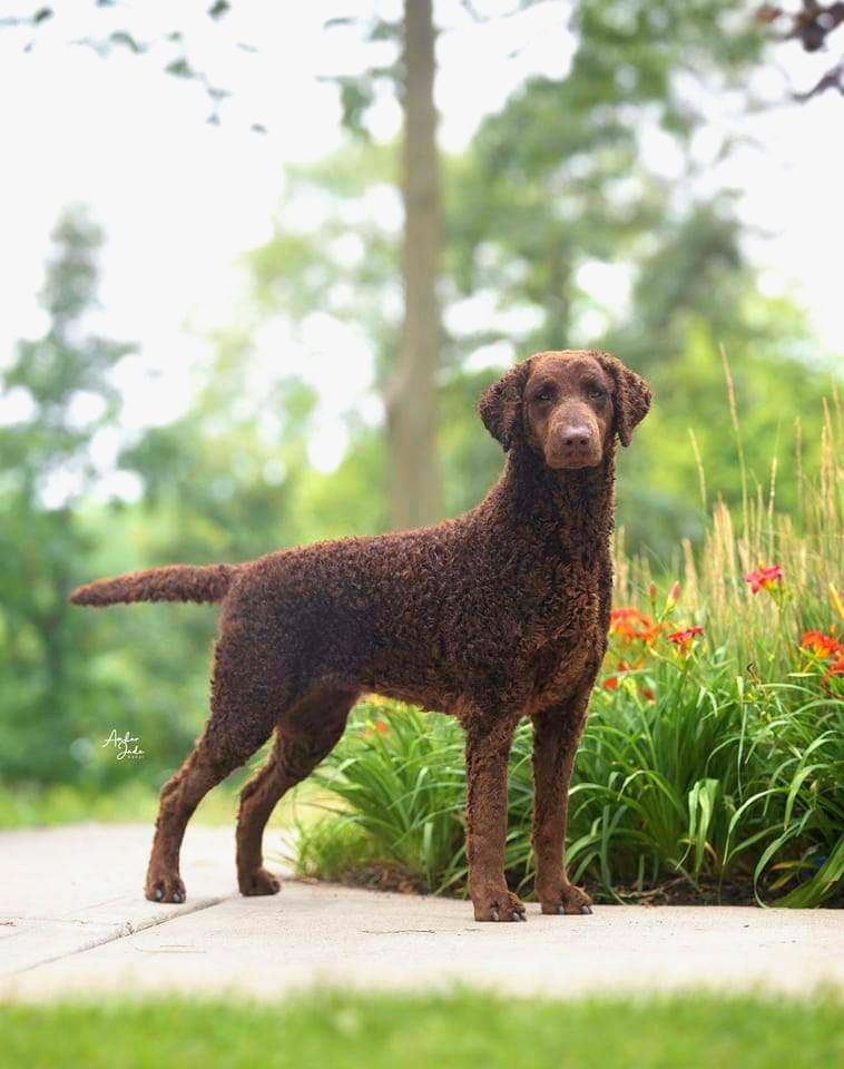 Hunderasse Retriever Curly Coated Retriever - The Breed Archive