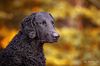 Profile picture of the animal