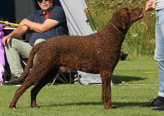 Hunderasse Retriever Curly Coated Retriever - The Breed Archive