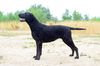 Profile picture of the animal