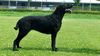 Profile picture of the animal