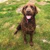 Profile picture of the animal
