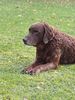 Profile picture of the animal