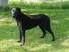 Profile picture of the animal