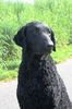 Profile picture of the animal
