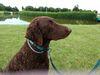 Profile picture of the animal