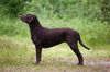 Profile picture of the animal
